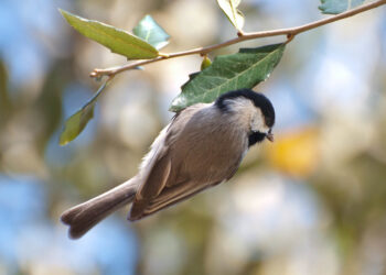 3 scientific hypotheses about the the phenomenon of torpor in birds
