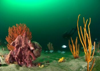3 Unexplored Mysteries Self-Splitting Phenomenon in Sponges