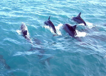 How do whales and dolphins communicate? Scientific theories