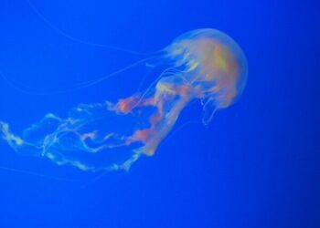 Hypothesis of bioluminescence in deep-sea organisms