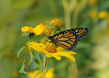 The Migration Mechanism of Monarch Butterflies 5 theories